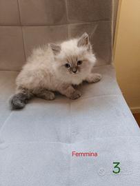Animali