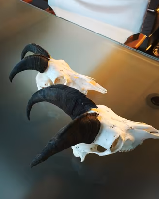 TROFEI DI CACCIA, CORNA e PALCHI, tassidermia di T