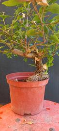bonsai