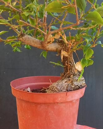 bonsai