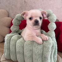 Chihuahua toy femmina bianca pelo corto 60 gg