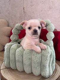 Chihuahua toy femmina bianca pelo corto 60 gg
