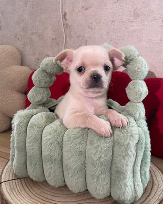Chihuahua toy femmina bianca pelo corto 60 gg