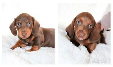 Cuccioli bassotti cioccolato maschi femmine