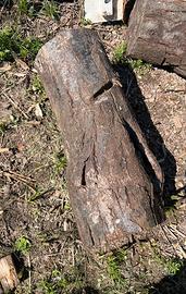 Ceppi, tronchi legna