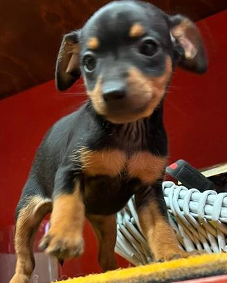 Pinscher ( cuccioli di 2 mesi)