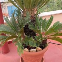 cycas