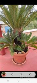 cycas