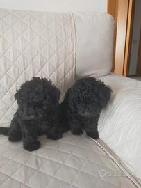 Cucciolo Barboncino Nano Nero