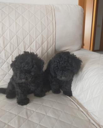 Cucciolo Barboncino Nano Nero