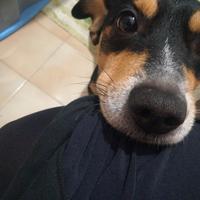 Gao, cane tenerone