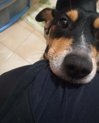 Gao, cane tenerone
