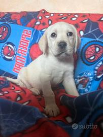 Labrador retriever femmina miele