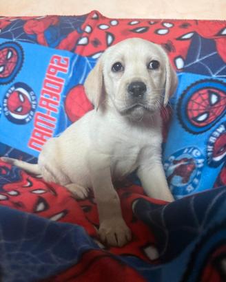 Labrador retriever femmina miele