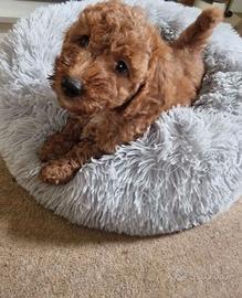 Cuccioli barboncini toy maschi e femmine