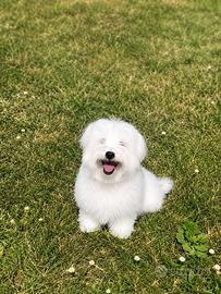 Maltese maschio