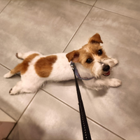 Cuccioli Jack Russell pelo ruvido