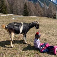 Capra saanen incrocio meticcio