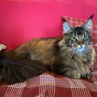 Gatto Maine Coon per monta