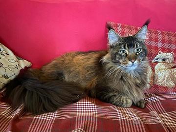 Gatto Maine Coon per monta