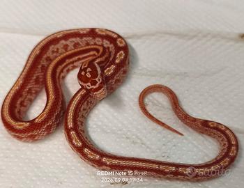 Serpenti baby