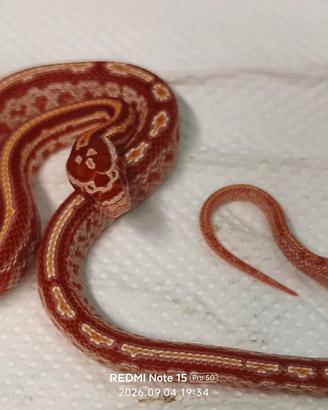 Serpenti baby