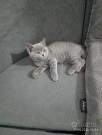 British shorthair