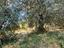 Immagine 18