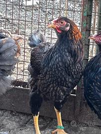 Galli Wyandotte