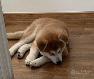 Cucciolo akita inu di 73 giorni