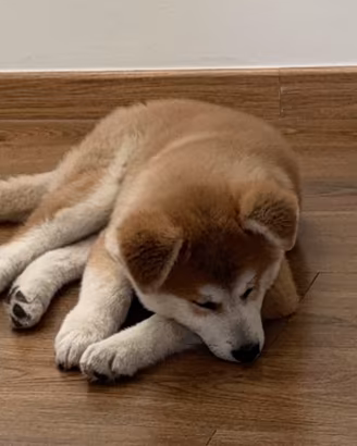 Cucciolo akita inu di 73 giorni