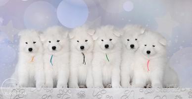 Samoiedo cuccioli