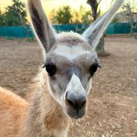 Lama / Guanaco Maschio a 450,00