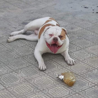 American Bulldog Bulldog Americano Monta