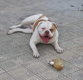 American Bulldog Bulldog Americano Monta