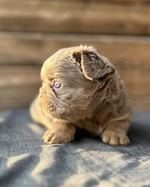 Bulldog francese