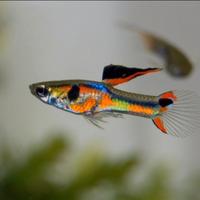 Pesci acquario Guppy endler neocaridine ancistrus
