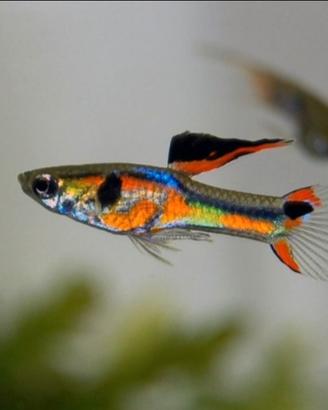 Pesci acquario Guppy endler neocaridine ancistrus