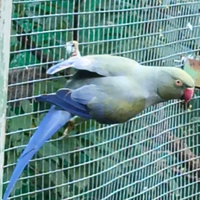 Parrocchetti dal collare