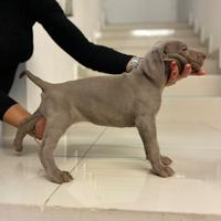 Weimaraner cuccioli pubblicita' segugio