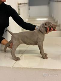 Weimaraner cuccioli pubblicita' segugio