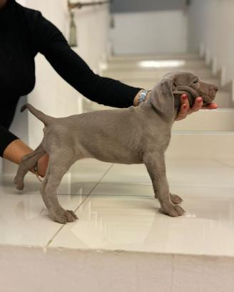 Weimaraner cuccioli pubblicita' segugio