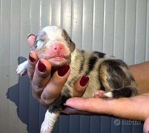 Maschietto pastore australiano blue merle
