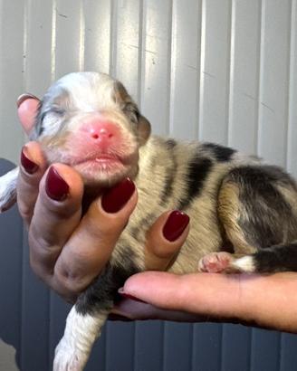 Maschietto pastore australiano blue merle