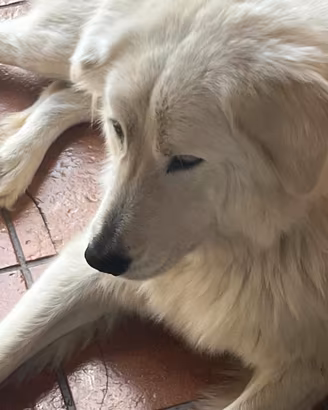 Femminuccia di pastore abruzzese