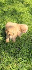 Maltipoo mini fulvi beautiful