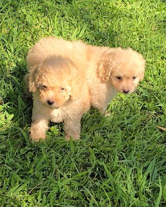 Maltipoo mini fulvi beautiful