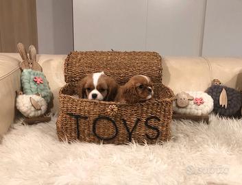 Cavalier king ruby e bianco/arancio