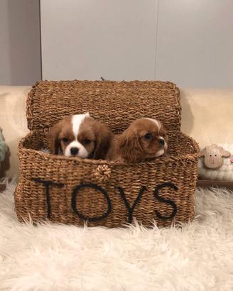 Cavalier king ruby e bianco/arancio