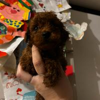 Barboncino Toy due mesi red